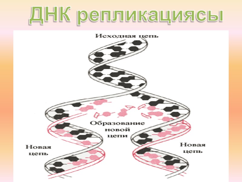 ДНК репликациясы